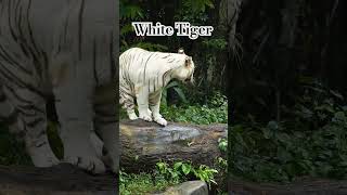 How rare are #whitetiger #singapore #zoo #tigers #tiger #animal #animals #reel #reels #shortsvideo