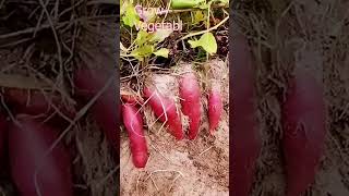 Radish Chili Peanuts What You Like To Harvest? #satisfying #shot