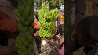 Banana kis tarah market me aata hai #farming #making #shorts