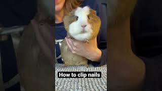 How to trim guinea pig nails / Nailed it! #shorts #cuteanimals