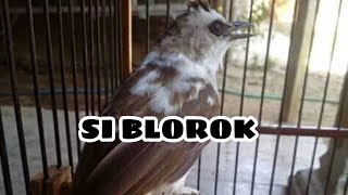 SI BLOROK BERULAH |GACOR nya TRUCUK ROPEL KERAS