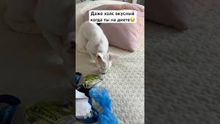 Ты не ты, когда на диете 😂👌#shorts