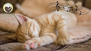 Calming Music for Cats (with cat purring sounds) - Relaxing Background Music