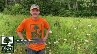 Identifying Common Natives - Queen Anne's Lace