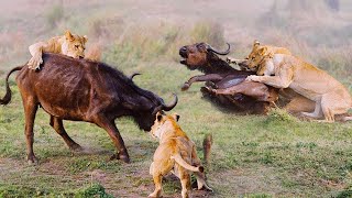 Dangerous African Cape Buffalo (Black Death) - attacks & kills Lions in Africa