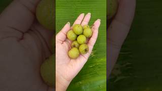 Mouthwatering Amla with Chili and Salt | #shortvideo #ytshorts #india #amla #pickle #foods #achcharu