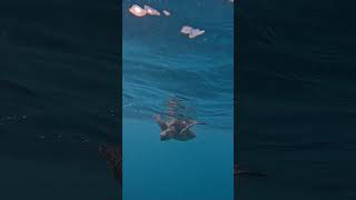 Exhilarating Waikiki sea turtle snorkeling, encounter gentle giants in their natural habitat.