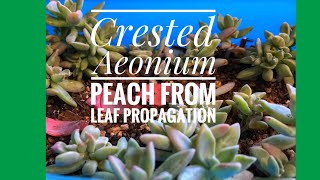 Aeonium Peach from Leaf Propagation Update