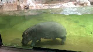 [Mr.Tapir] Baby Hippo Swimming Underwater