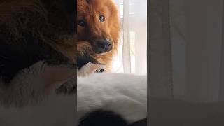 Chowchow looking out the window #chowchow #cat #dogshorts #pets