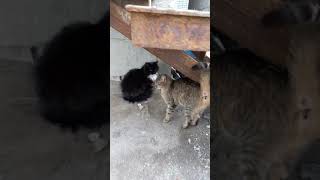 Black Tuxedo Cat Is Not Happy To See Me, While Tabby Cat Is Very Happy