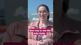 How to see the Dutch tulip fields near Lisse and the Keukenhof