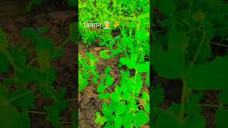 kisan 👑🌎 whatsapp status #shorts #reels # view #viral #YouTube # farmer #farm #reelstar #short #agri