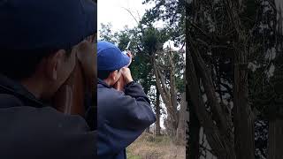 CAZA A MANO ALZADA Y MIRAS ABIERTAS CON RIFLE DE AIRE - El Percherón Siempre Afiliado / Airguns.