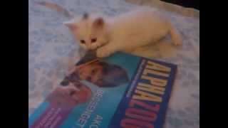 Cute Kitten Playing ♥