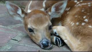 The 2023 Backyard Fawn story