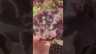 Echeveria Aries #suculentas #suculentasdacreusa  #plantas #jardim #luto #shorts #2024shorts #2024