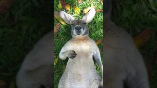 Hopstars of Down Under: Kangaroo & wallabies! #kangaroo #kangaroos #wallabies #pets #pet