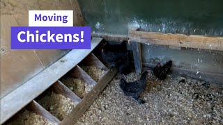 Moving Chickens!