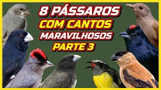 8 PÁSSAROS COM CANTOS MAIS BONITOS DO BRASIL - PARTE 3 !!!