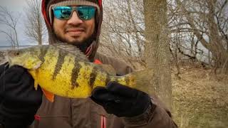 Beaverton Perch Fishing near Talbot River, Lake Simcoe