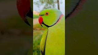 #new।#parrot ।#viral ।#trending ।#youtubeshorts ।#video ।#nature ।#parrots ।#shorts ।#subscribe ।#3m