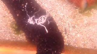 Sea Cucumber Spawning