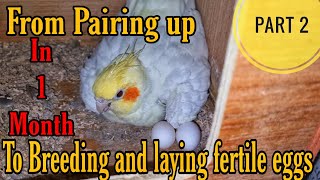 Pair लगाने के 1 महीने के अंदर की Breeding || Tips to Pair Up Cockatiels Superfast || All About Pets