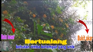 Bertualang kehutan kerimba ketempat yang indah dan unik