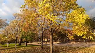 Whistling of Autumn 🇺🇸امریکہ کی خزاں