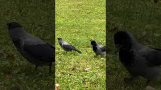 Let me presentere my #bird Buddy  Mr. Proud #crow and his #birdfamily #crowsounds