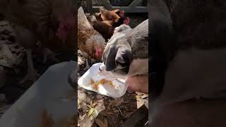 Drax the pitbull having a snack with the chickens.