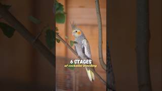 stages of cockatiel breeding