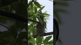 Indian Grey Hornbill with a Kill #ytshorts #youtubeshorts #shorts #short #canon #shortsyoutube