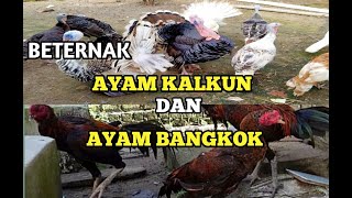 BETERNAK AYAM KALKUN DAN AYAM BANGKOK