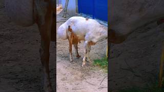 haye haye oye hoye #badobadi #bakra #goat #animals #shorts