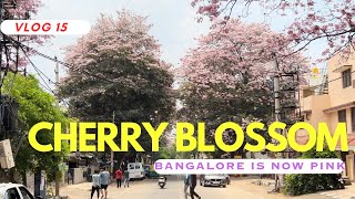 Cherry Blossom | Pink Trumpet in Bangalore | Spring season | Sunday ride | Places Near Bangalore