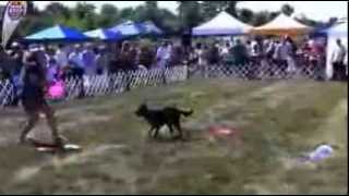 IndyVet Pet Carnival Frisbee Dogs