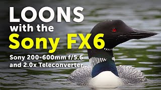 Sony FX6: Loons shot with the Sony 200-600mm lens (4K)