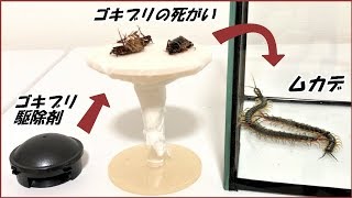 蟻戦争Ⅲ＃131 ムカデの群れの中に「ゴキブリ駆除剤」を食べたゴキブリを入れたらさらに凄まじい結果になった。編～Centipede eating dead cockroaches.～