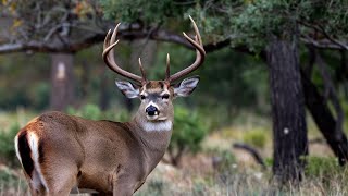 Deer in the Wild || Graceful Creatures of the Forest