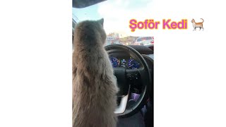 Şoför Olmuşta gaza basarmış , hemende sıkılıp direksiyonu bırakırmış. 😅 crazy cat driving 🚗