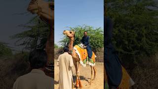 I am riding a camel #shorts  #shortvideo  #youtubeshorts