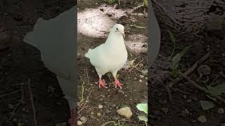 Я здесь Альфа самец! (алкоголь вредит здоровью) #pigeons #world