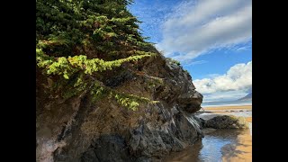 Ireland's Native Trees - EPISODE 12   JUNIPER TREE