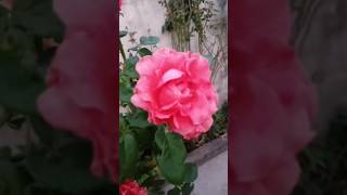 #viralvideo #trendingshorts #beautifulflowers #flowers