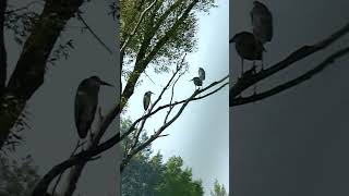 Семья Цапель / Heron's family