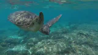 Shark Dive Philippines Apo Island