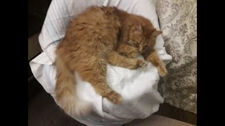 Как спят котики!Постель для Рыжего! Bed for Red!!!😻😼😽