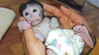 cute baby monkey comfort with her adopted mom..